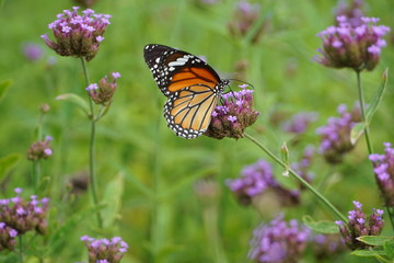 butterfly on a flower