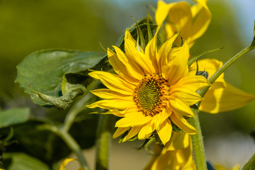 Fototapeta premium beautiful yellow sunflower blooming under the sun in the garden.