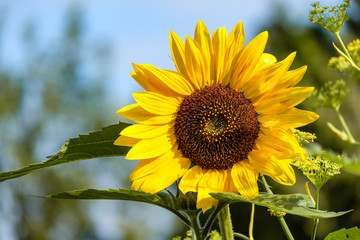 beautiful yellow sunflower blooming under the sun in the garden.