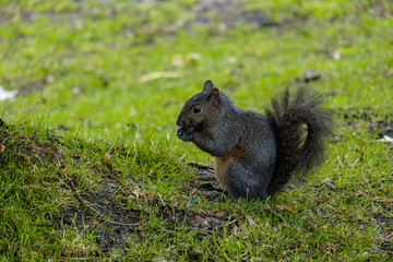 Naklejka na ściany i meble one cute black squirrel sitting on the grassy ground eating something in its claws
