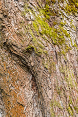 rough surface of the tree trunk covered with green mosses