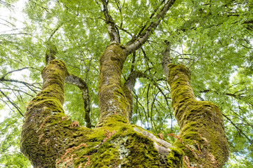 tall trees under bright sky with green moss covered thick trunk and dense foliage on the top