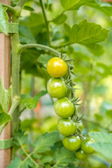couple little green tomatoes grown on single vein in the garden