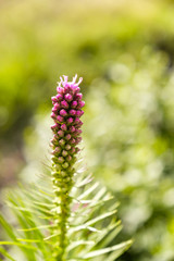 close up of single purple liatris flower blooming in the field with blurry green background on a sunny day