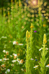 königskerzen kräutergarten