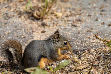 side portrait of a cute Douglas squirrel eating grains and nuts fell from the birds feeder inside park