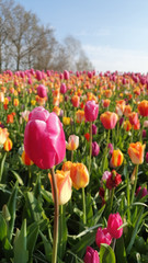 Vast tulip fields with assorted color in a garden