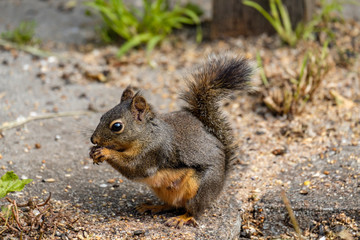 Naklejka na ściany i meble side portrait of a cute Douglas squirrel eating grains and nuts fell from the birds feeder inside park