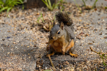 portrait of a cute Douglas squirrel standing on the ground looking at the grains and nuts fell from the birds feeder inside park