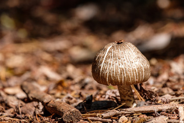 one brown mushroom grown on wood chips filled ground in the park under the sun