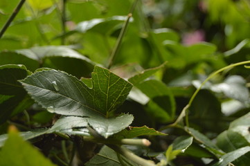 Rocio sobre hoja