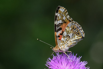 Allphotokz Butterflies 20190722 0364 D810