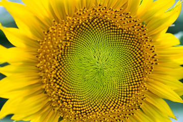 ひまわりの接写