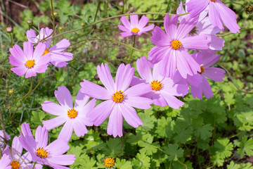 Cosmos flower heads, annual flower Astra Cosmea background wallpaper