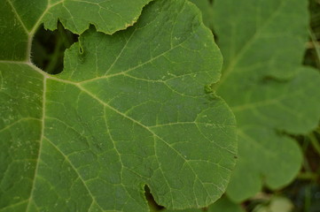 Hoja verde