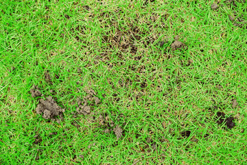 grass on a green background, The grassy ground with many earthworms' feces shows that the ground there is rich., Feces of earthworms in a green lawn.