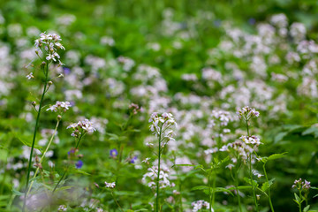 Wallpaper of small white flowers on the meadow