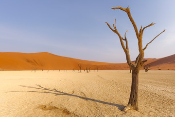 Dead tree in Deadvlei, Namib-Naukluft National Park, Namibia
