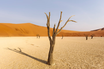 Fototapeta na wymiar Dead tree in Deadvlei, Namib-Naukluft National Park, Namibia