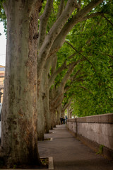 Fototapeta premium alley in the park