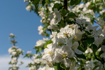 Macro view blooming apple tree in spring