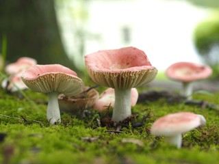 ドクベニタケの成菌