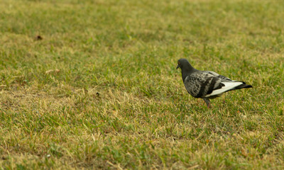 A pigeon in the green grass in city