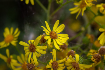 yellow flower