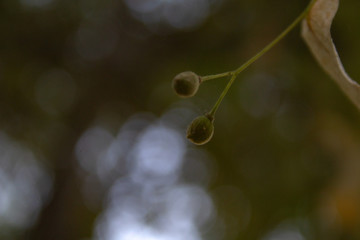 leaves of tree