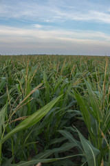 Krajobraz przedstawiający zielone pola uprawne kukurydzy. - obrazy, fototapety, plakaty