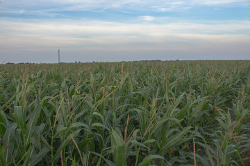 Krajobraz przedstawiający zielone pola uprawne kukurydzy. - obrazy, fototapety, plakaty