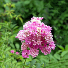 Pink flowers in the garden-flower garden on a summer day.