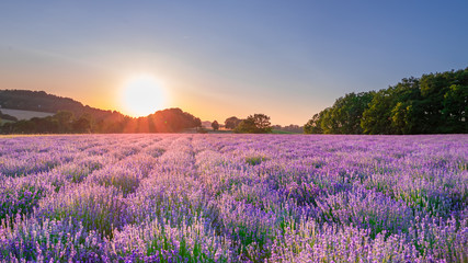 Obraz na płótnie Canvas Sunset over lavender field