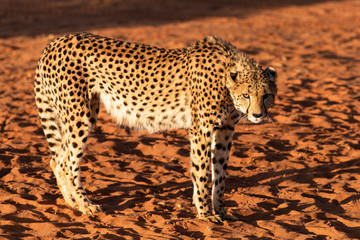 Cheetah