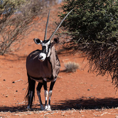 Oryx