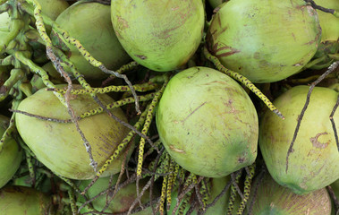 Many green coconuts full of background, is the fruit of Thailand.