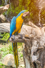 Colorful parrots