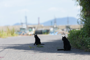 野良猫のいる場所