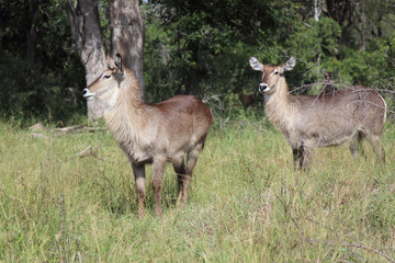 Wasserbock / Waterbuck / Kobus ellipsiprymnus