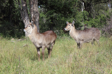 Wasserbock / Waterbuck / Kobus ellipsiprymnus
