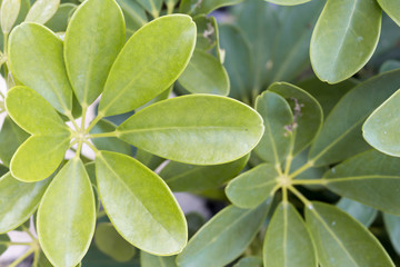 Green background of many leaves. It is a beautiful green of nature.