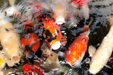 Obraz na płótnie Canvas Colorful fancy carp fish in water.
