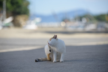 野良猫のいる場所