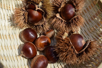 収穫した栗の実