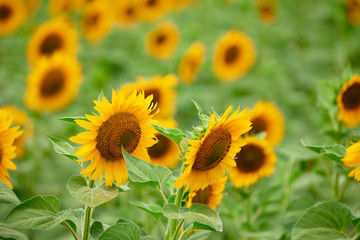 Fototapeta premium Sunflower field - bright yellow flowers, beautiful summer landscape
