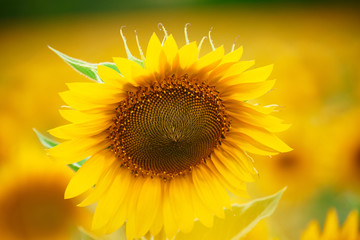 Obraz premium Sunflower field - bright yellow flowers, beautiful summer landscape
