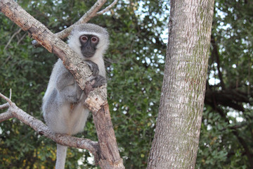 Grüne Meerkatze / Vervet monkey / Cercopithecus aethiops .