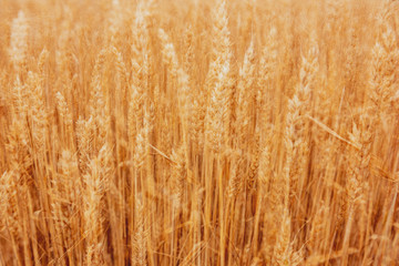 Harvest - yellow golden ears of grain on a cereal field.  Plantation, agricultural  production.