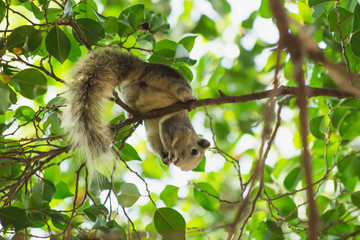squirrel on tree, the squirrel in nature, animal in wild life