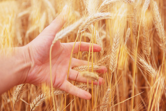 Cereal field,  harvesting - golden ears of grain in a man hand